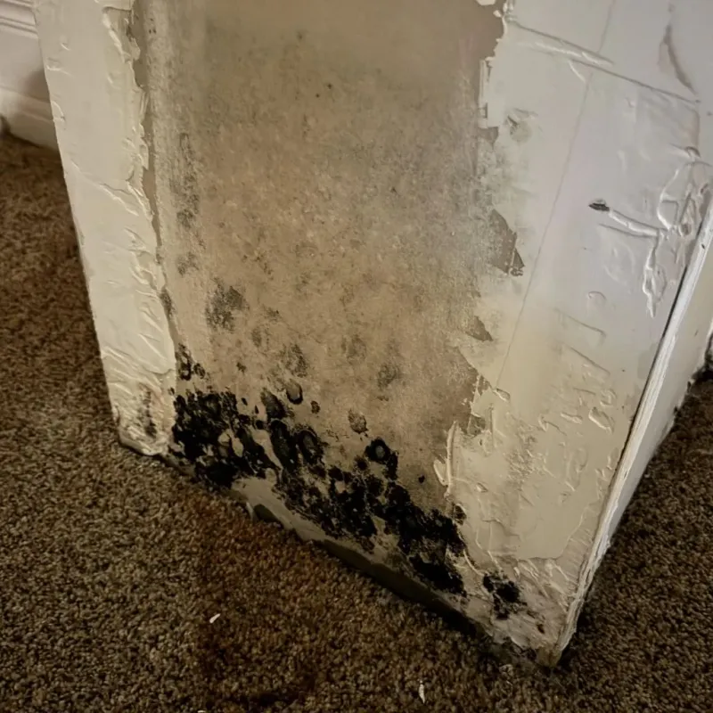 Professional Mold Removal in Saint Clair County, MO